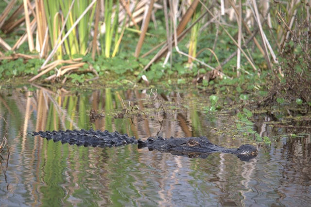 Caimanes de Florida en el conservatorio zooworld de Panamá